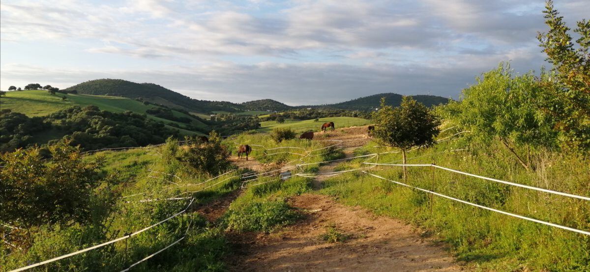 Un Paddock Activo para mis caballos mayores