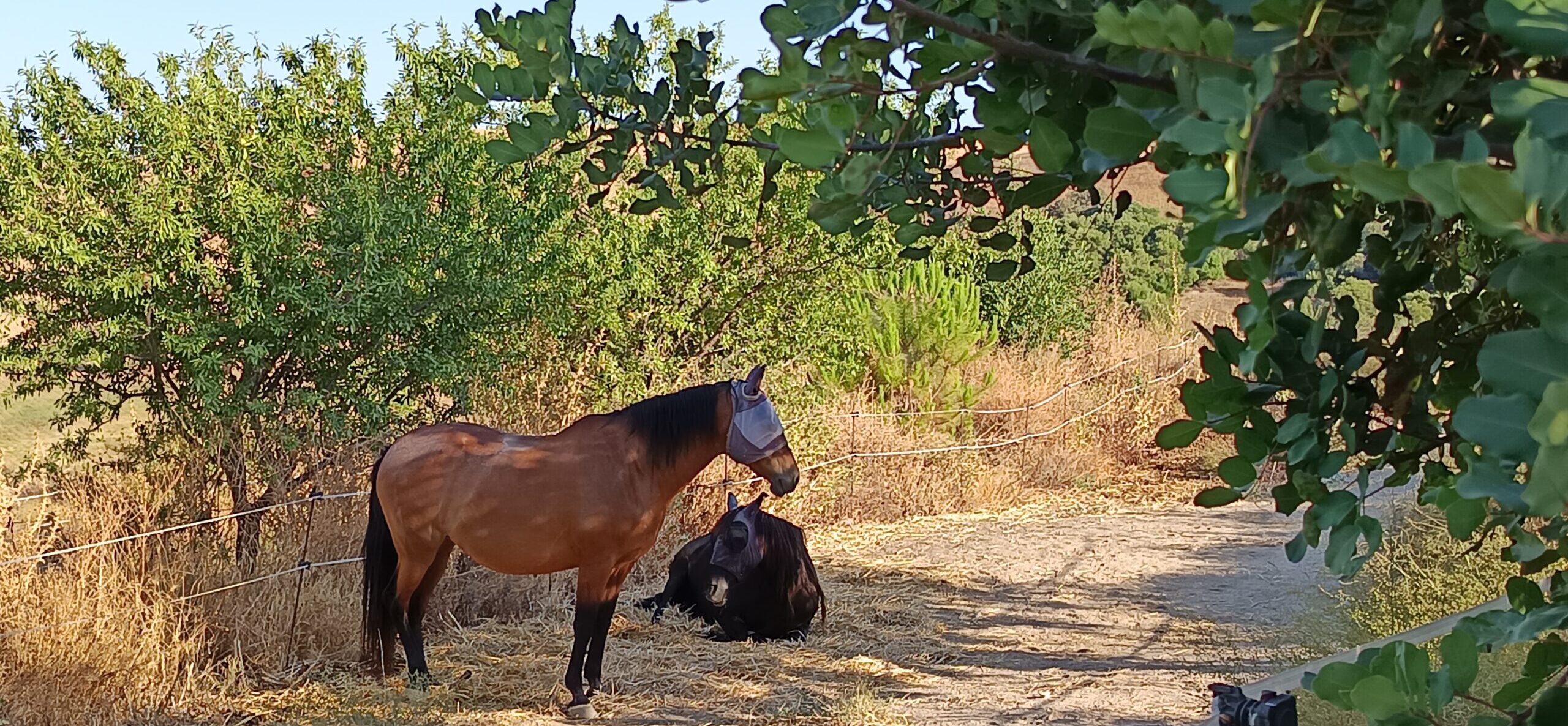 Mi visión para la finca: Compartir